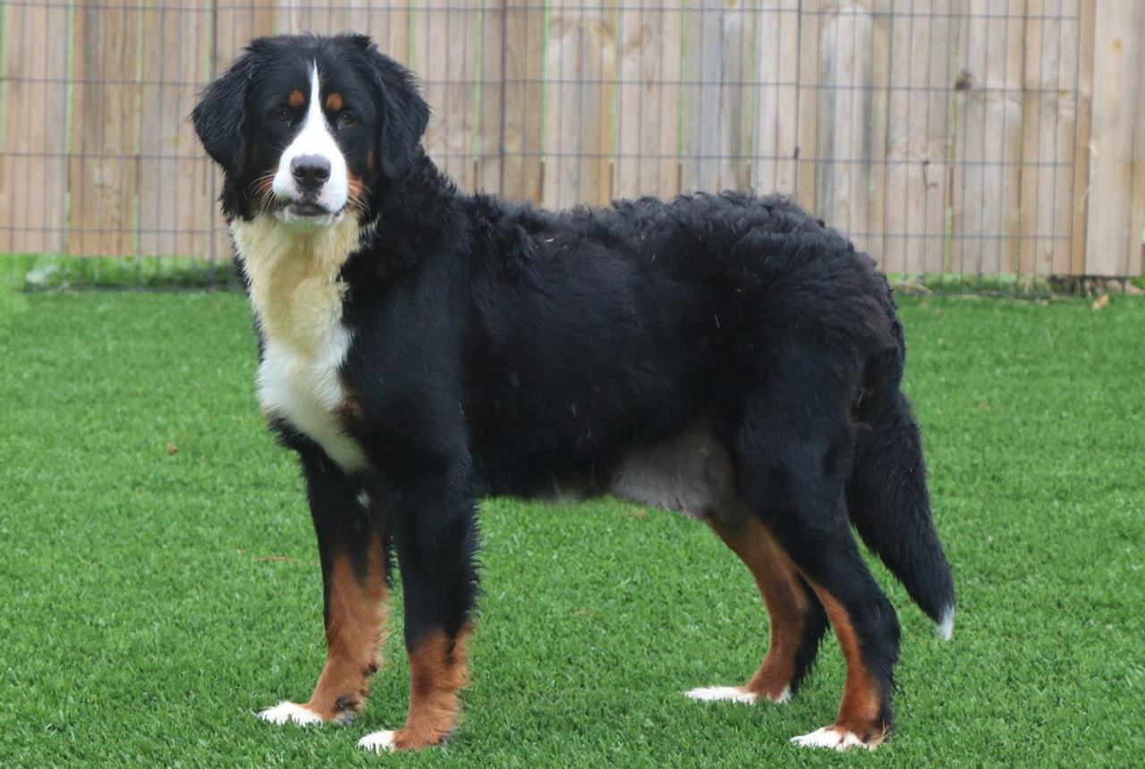 Nellie, the 75 lb Bernese