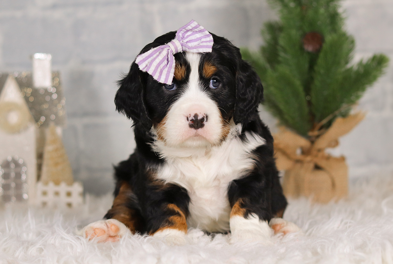 Female Bernalier Pup - Charity