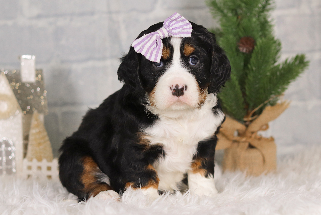 Female Bernalier Pup - Charity