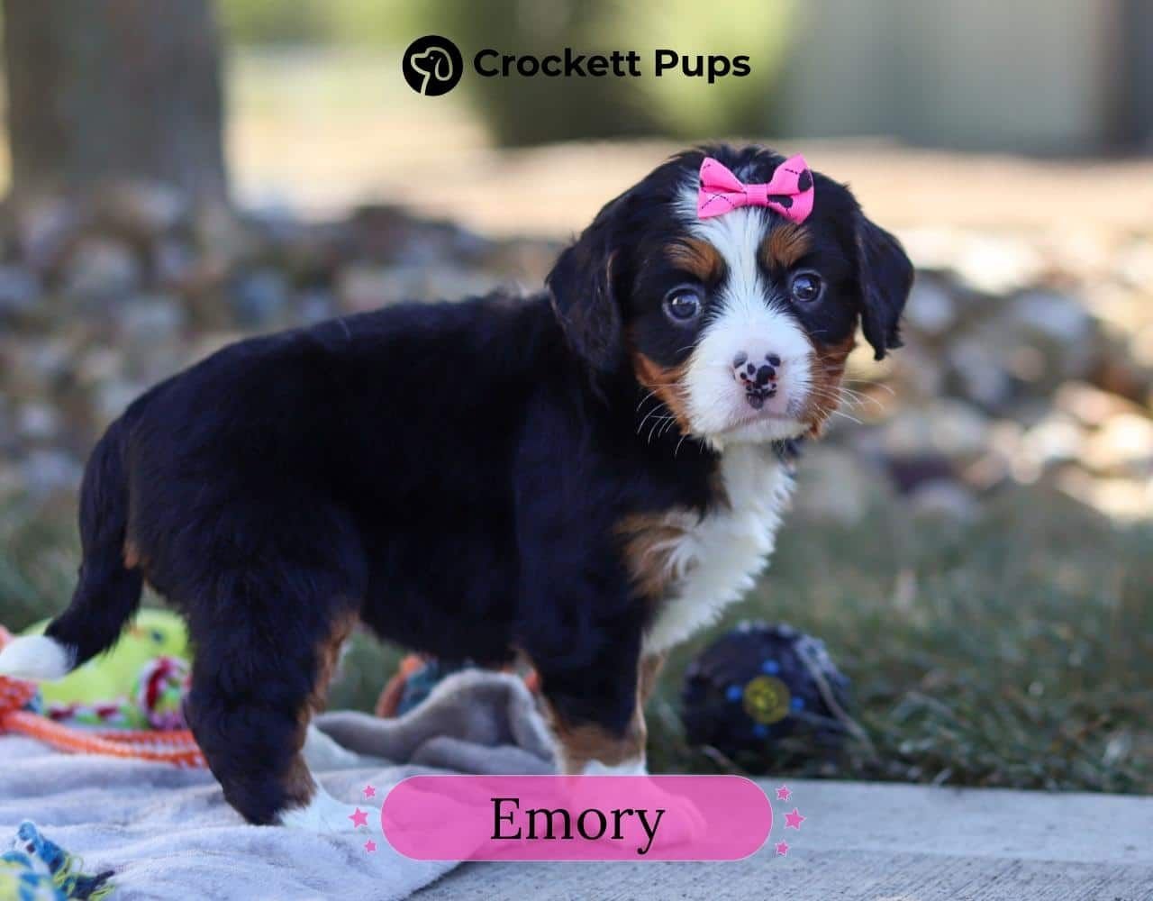 Female Bernalier Pup - Emory