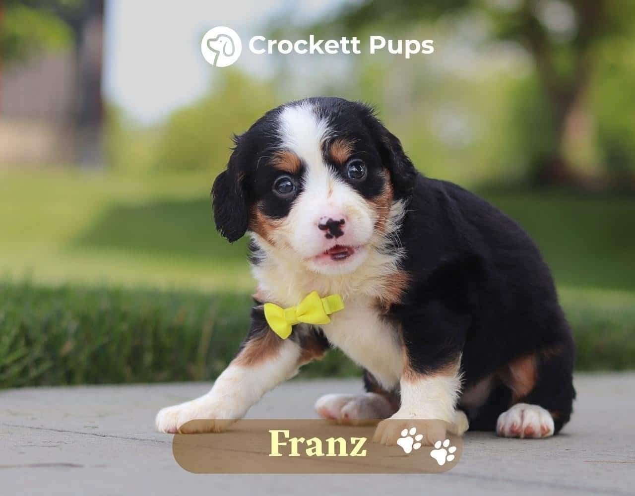 Male Bernalier Pup - Franz