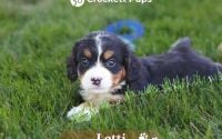 Female Bernalier Pup - Lotti