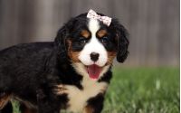 Female Bernalier Pup - Laurel