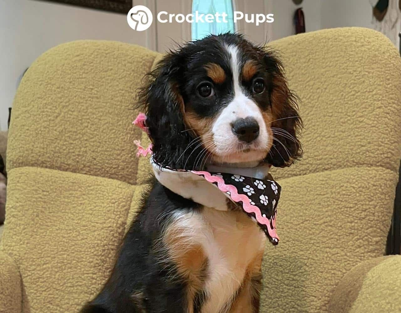 Female Bernalier Pup - Ava