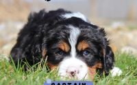 Male Bernalier Pup - Captain