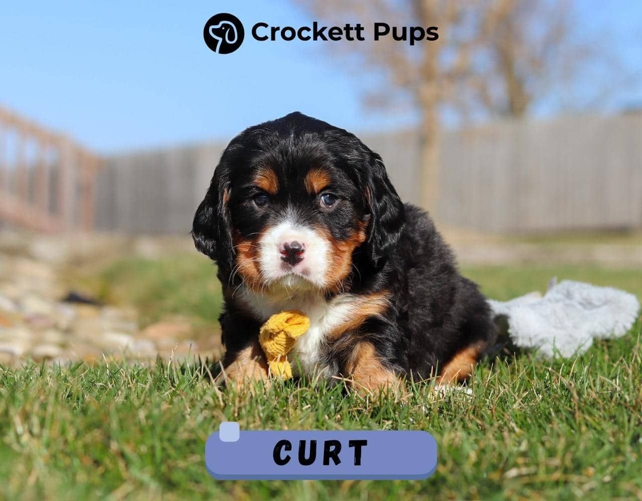 Male Bernalier Pup - Curt