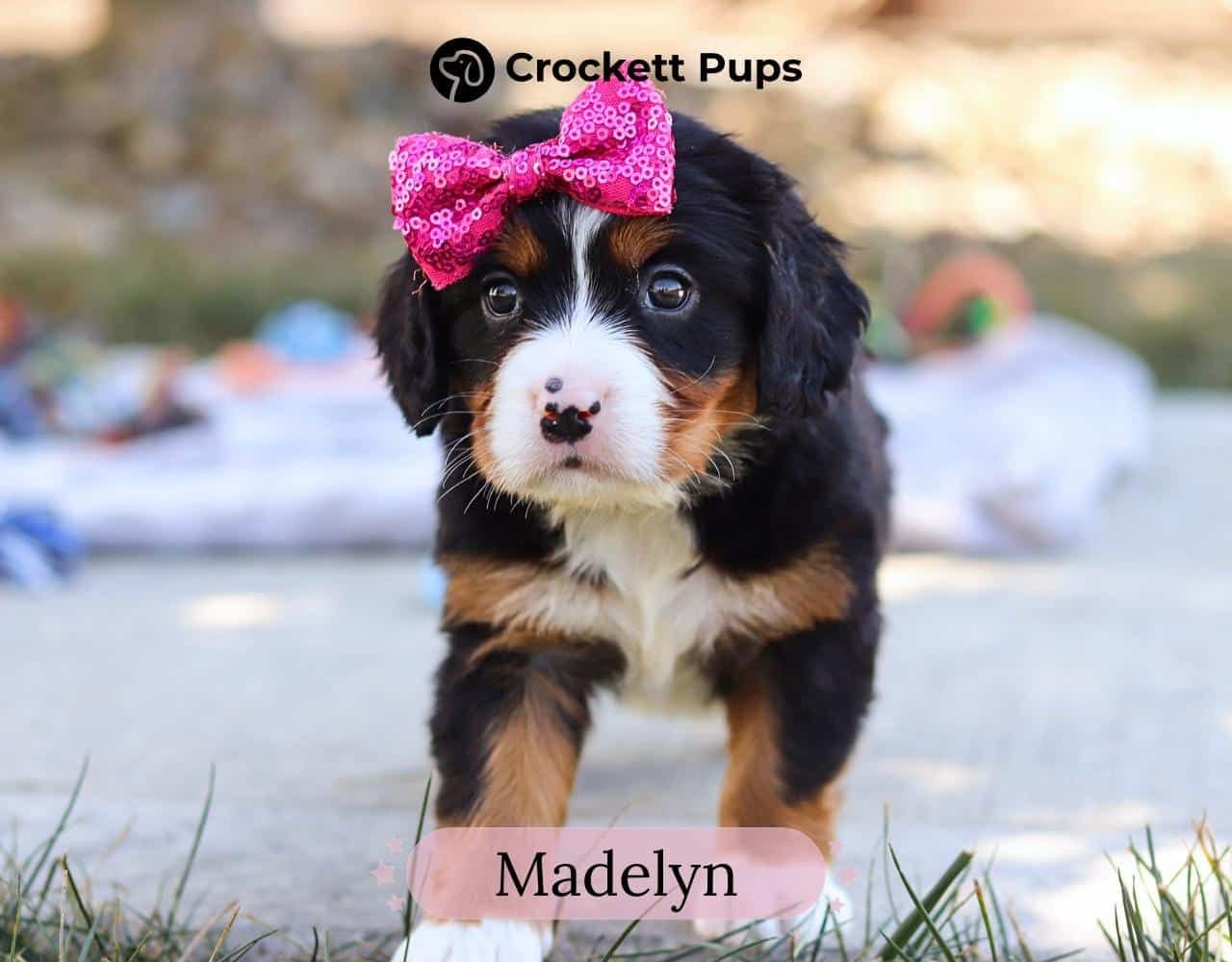 Female Bernalier Pup - Madelyn