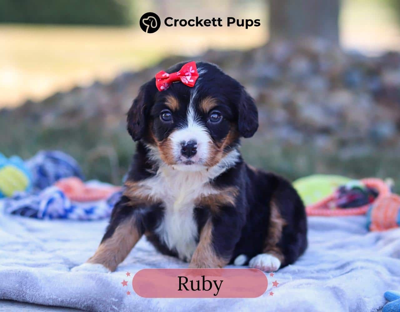 Female Bernalier Pup - Ruby