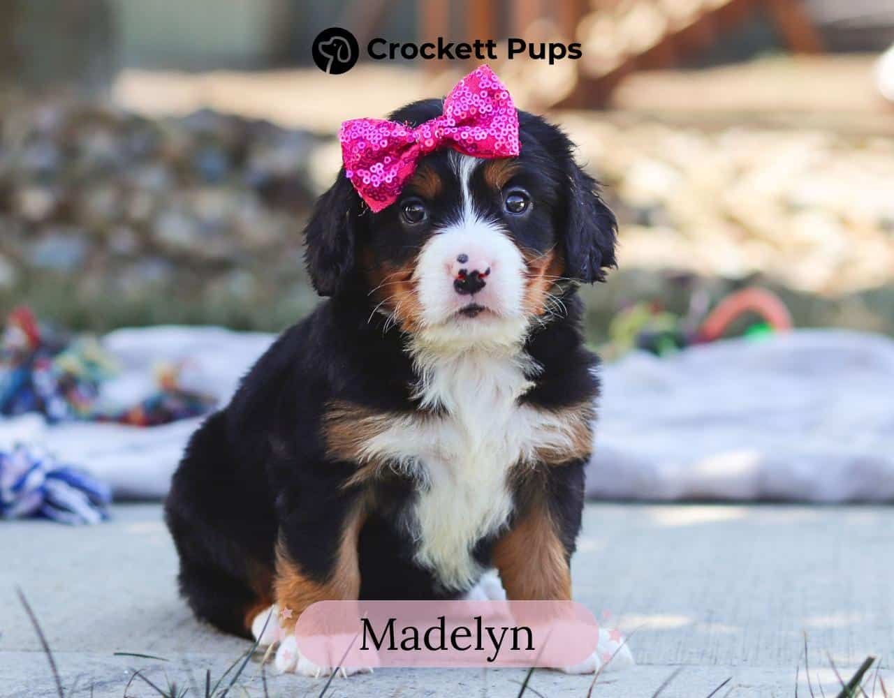 Female Bernalier Pup - Madelyn