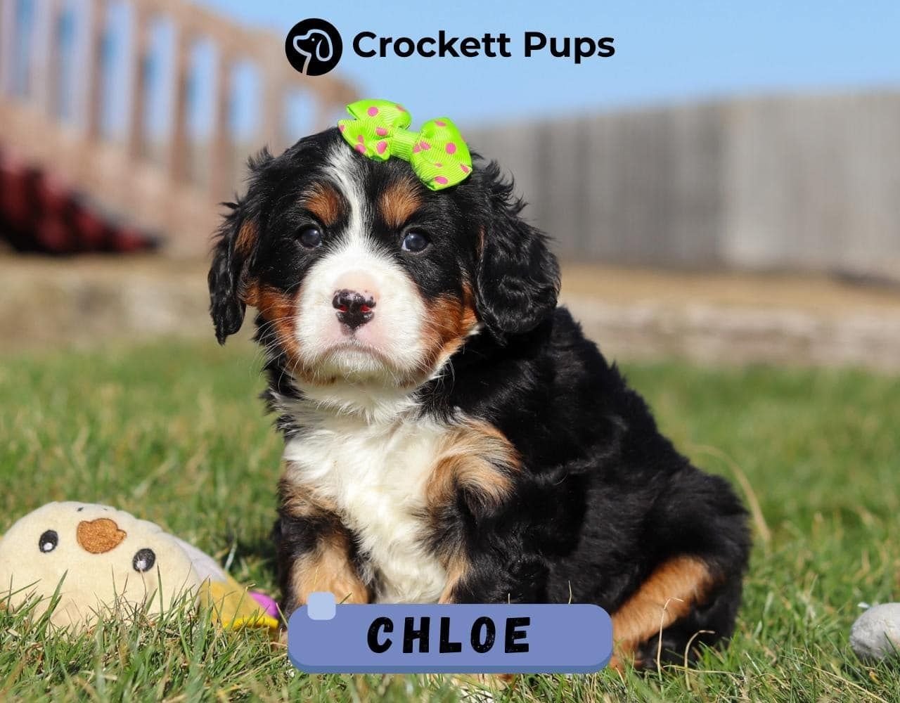Female Bernalier Pup - Chloe