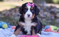 Female Bernalier Pup - Emory