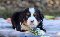 Male Bernalier Pup - Easton