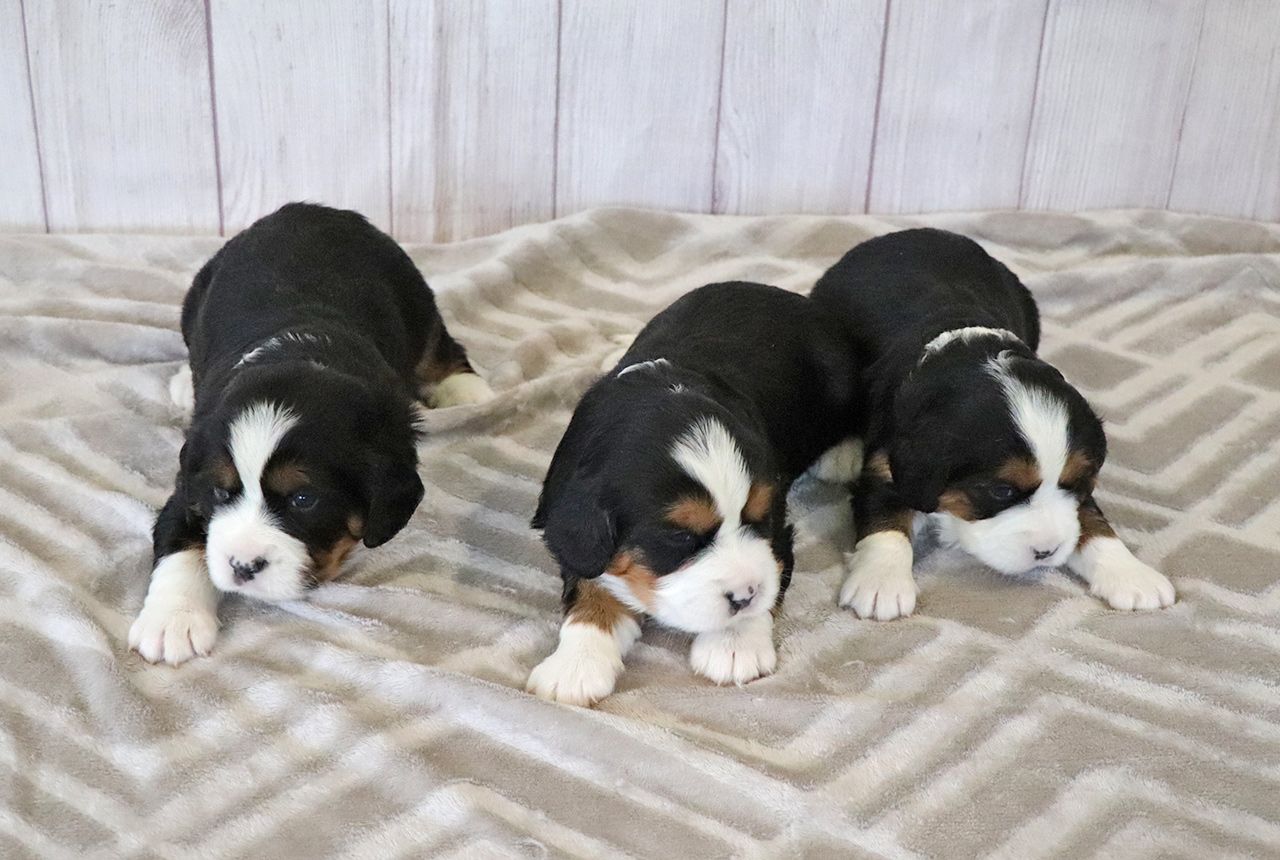F1 Bernalier Puppies for Adoption