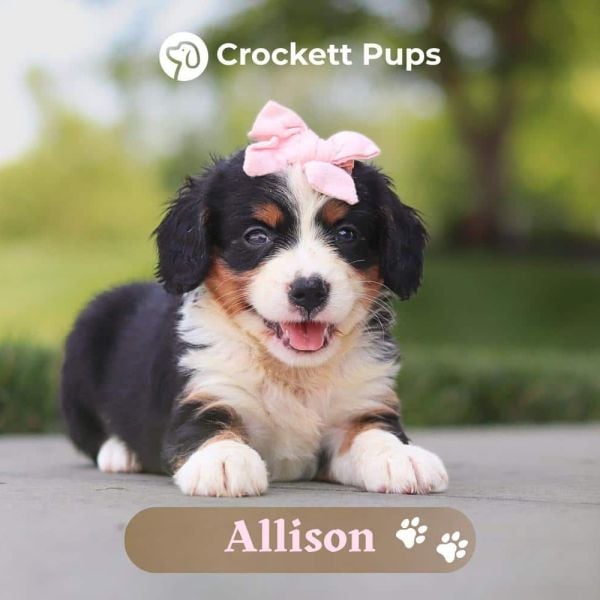 Female Bernalier Pup - Allison