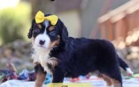 Female Bernalier Pup - Clara