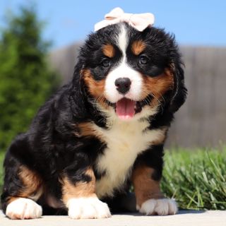 Female Bernalier Pup - Aspen
