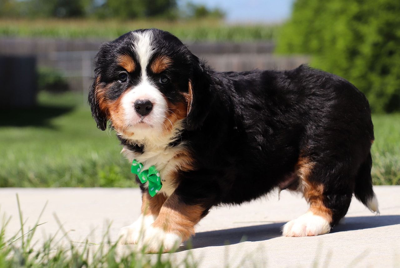 Male Bernalier Pup - Oak