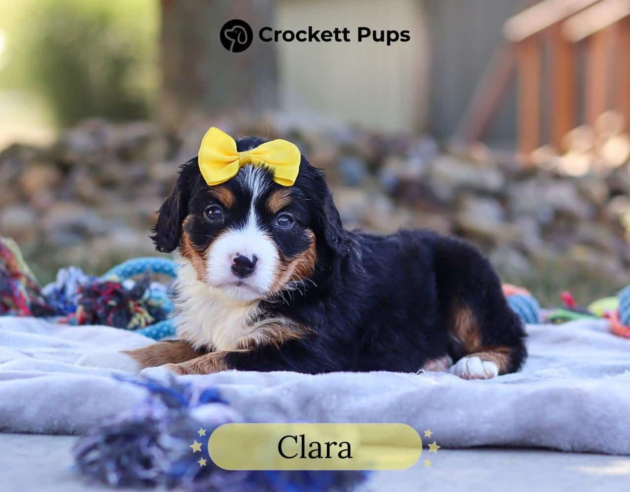 Female Bernalier Pup - Clara
