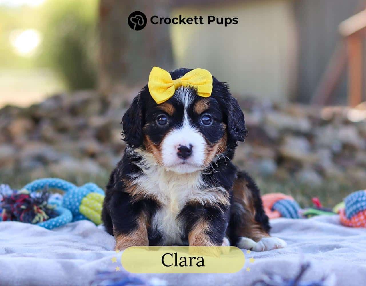 Female Bernalier Pup - Clara