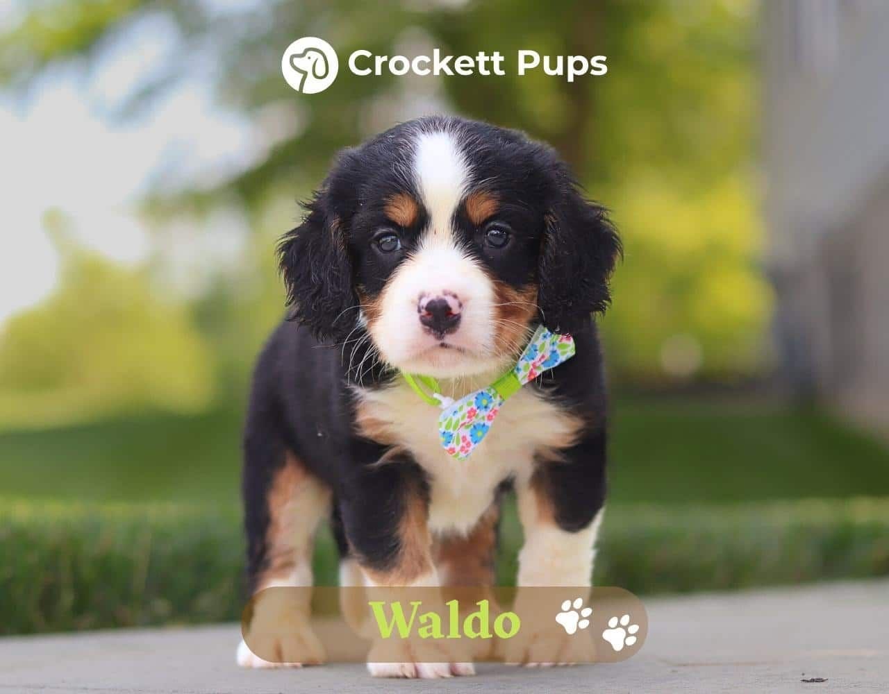 Male Bernalier Pup - Waldo