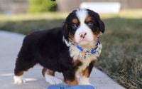 Male Bernalier Pup - Easton