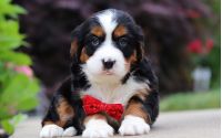 Male Bernalier Pup - Firefly