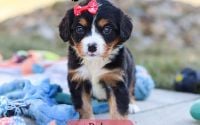 Female Bernalier Pup - Ruby