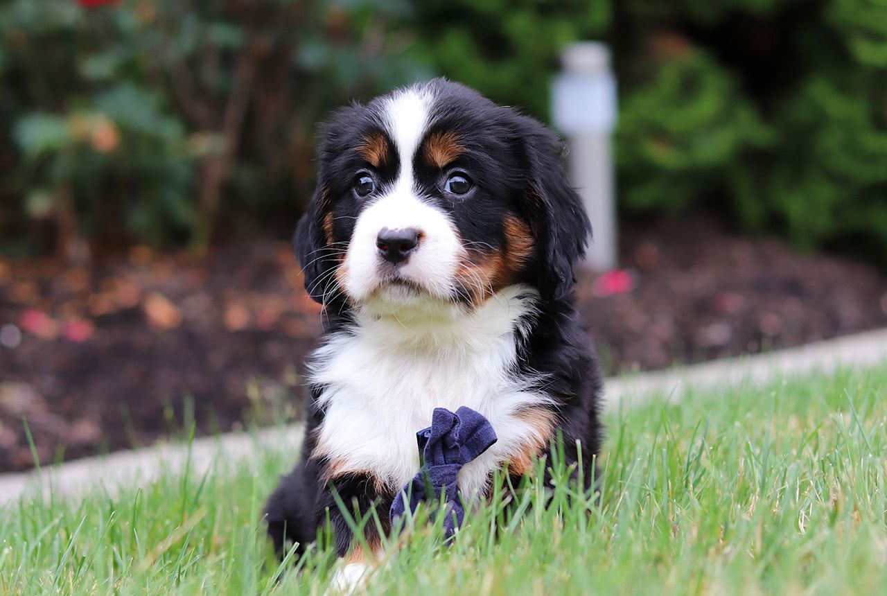 Male Bernalier Pup - Dragonfly