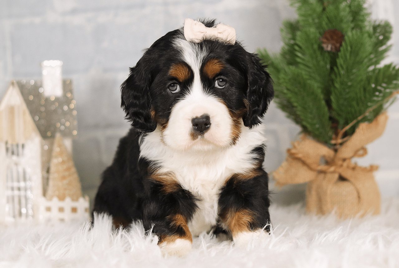 Female Bernalier Pup - Joy