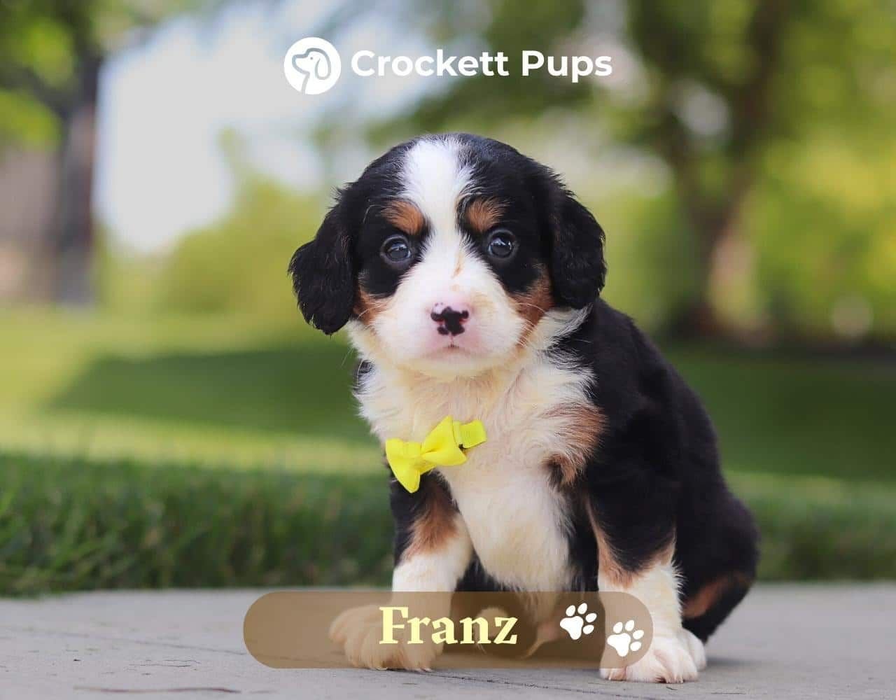 Male Bernalier Pup - Franz