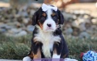 Female Bernalier Pup - Liliana