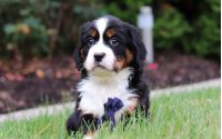 Male Bernalier Pup - Dragonfly