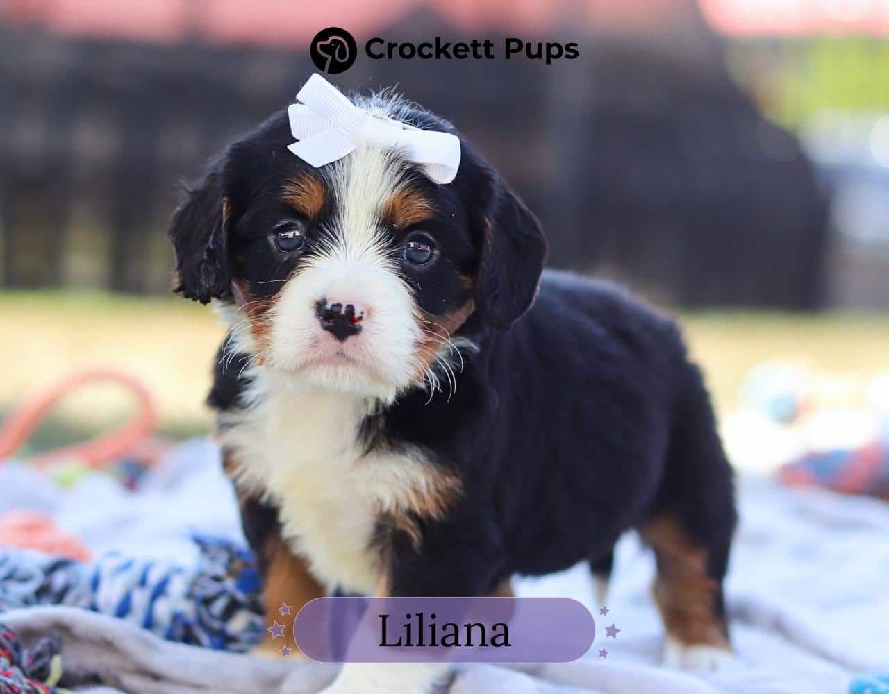 Female Bernalier Pup - Liliana