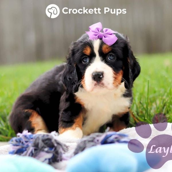 Female Bernalier Pup - Layla