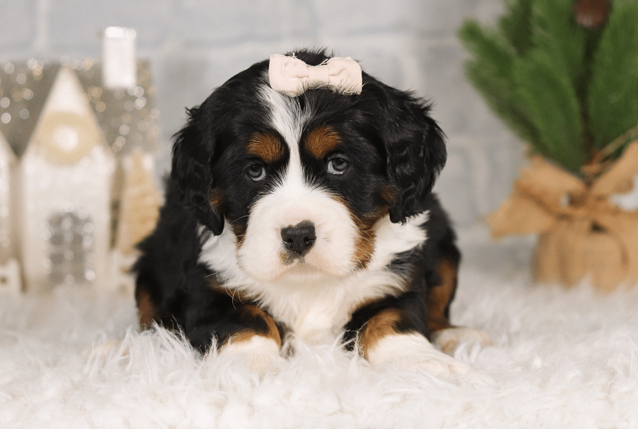 Female Bernalier Pup - Joy