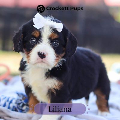 Female Bernalier Pup - Liliana