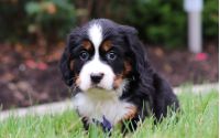Male Bernalier Pup - Dragonfly