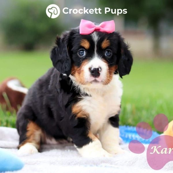 Female Bernalier Pup - Kara