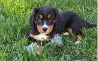 Mini Bernese Mountain Dog Puppy - Ash