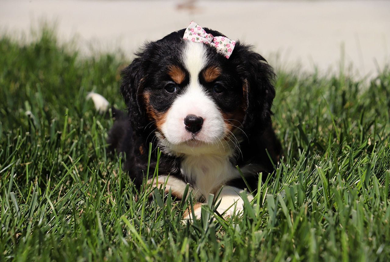 Female Bernalier Pup - Laurel