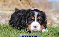 Male Bernalier Pup - Captain