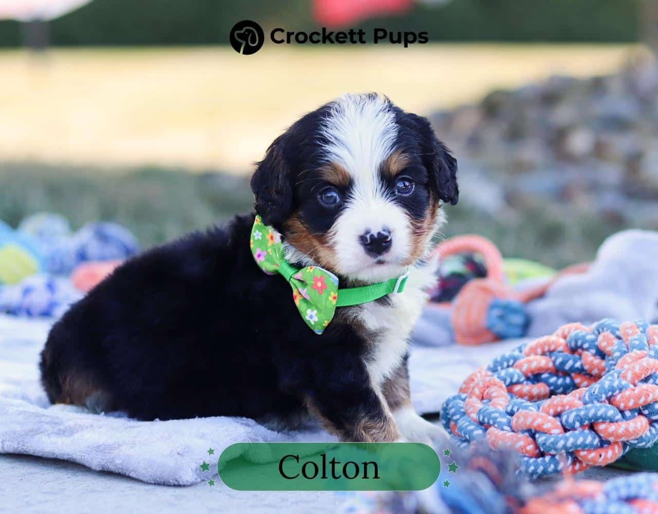 Male Bernalier Pup - Colton