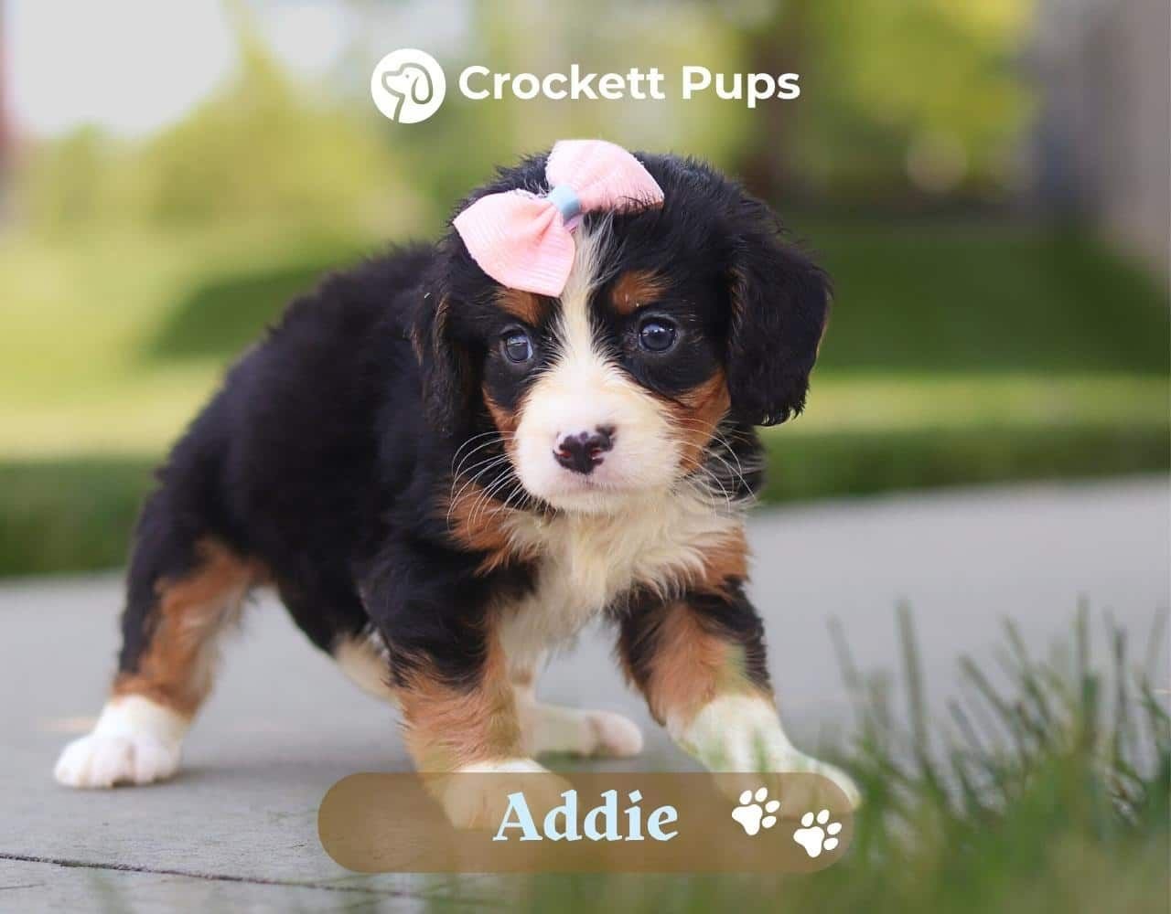 Female Bernalier Pup - Addie