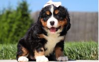 Female Bernalier Pup - Aspen