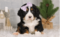 Female Bernalier Pup - Charity