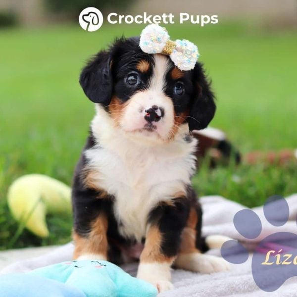Female Bernalier Pup - Liza