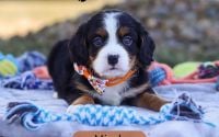 Male Bernalier Pup - Micah