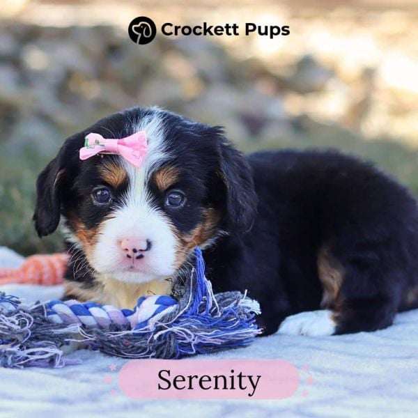 Female Bernalier Pup - Serenity