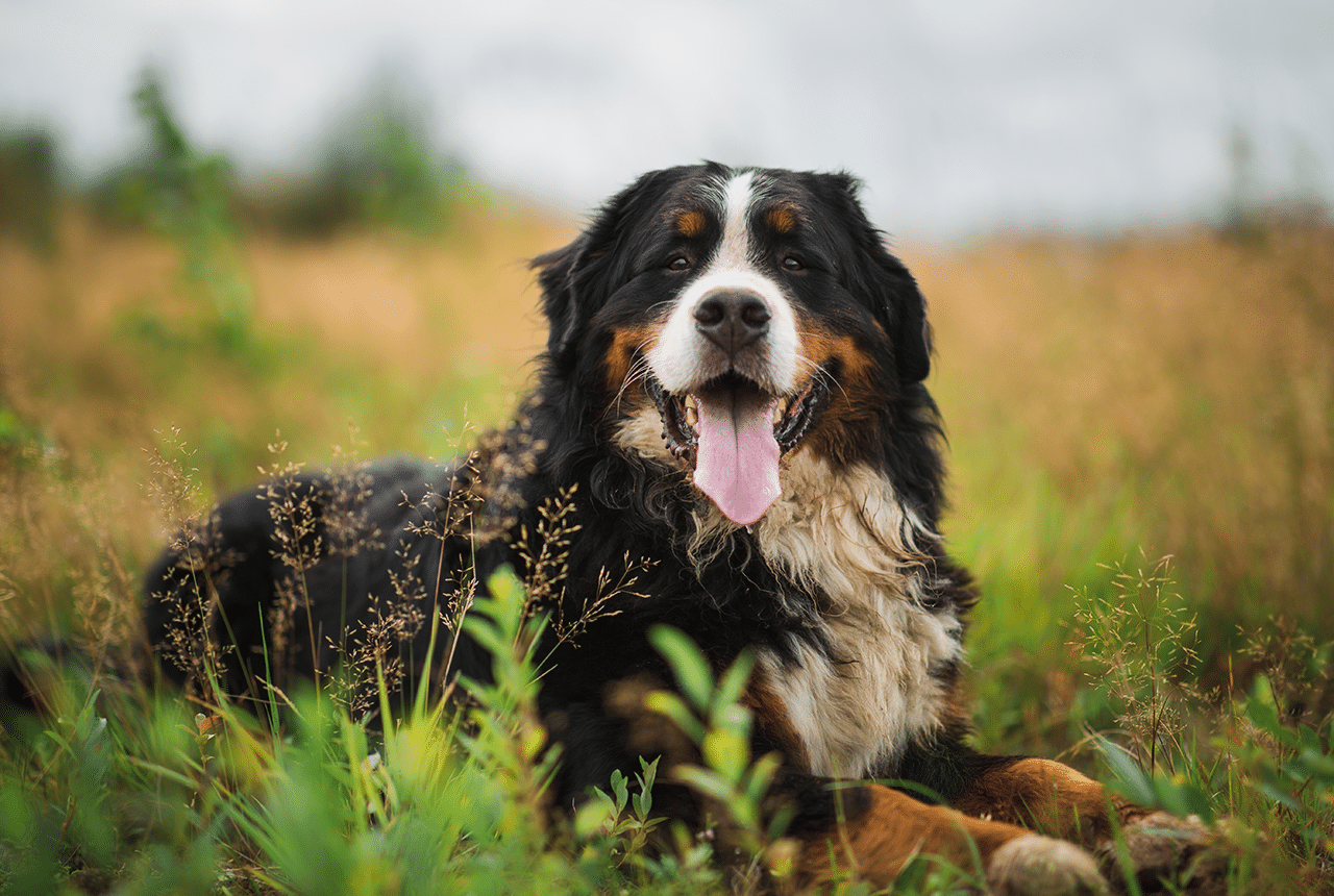 Bernese Mountain Dog Breed