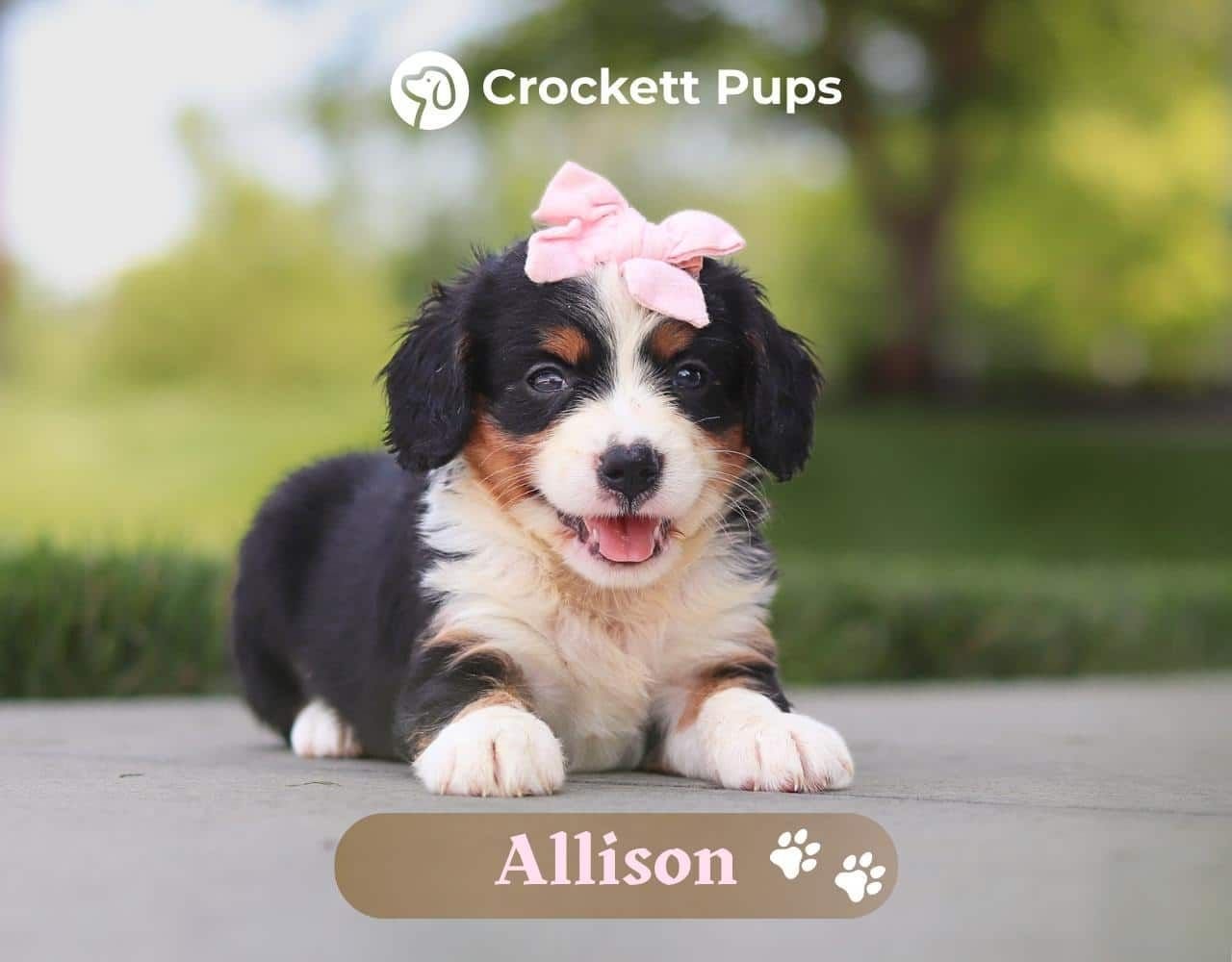Female Bernalier Pup - Allison